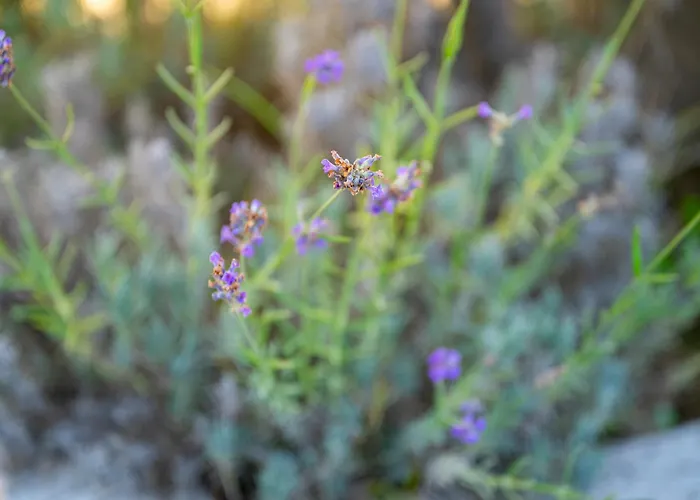 Casaceciliamare Vakantiehuis *