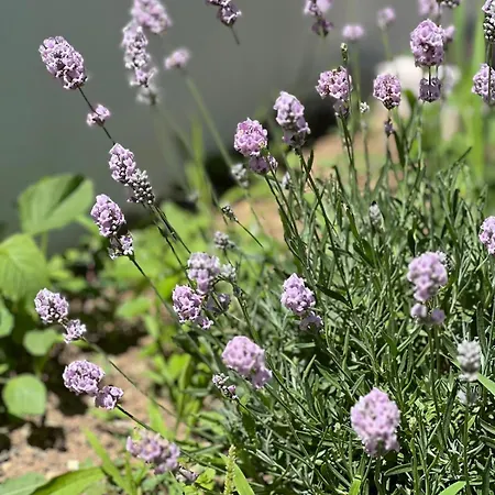 Casaceciliamare * オルトーナ