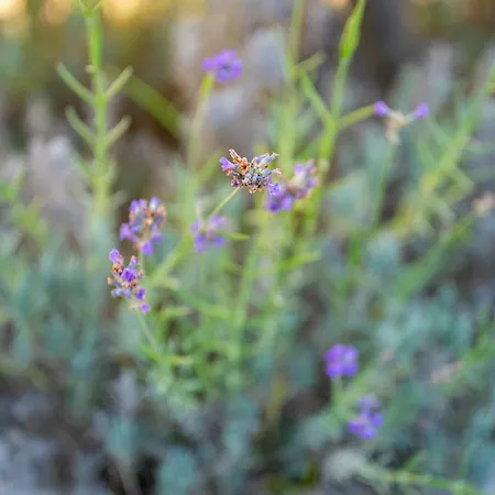 Casaceciliamare Dom wakacyjny *